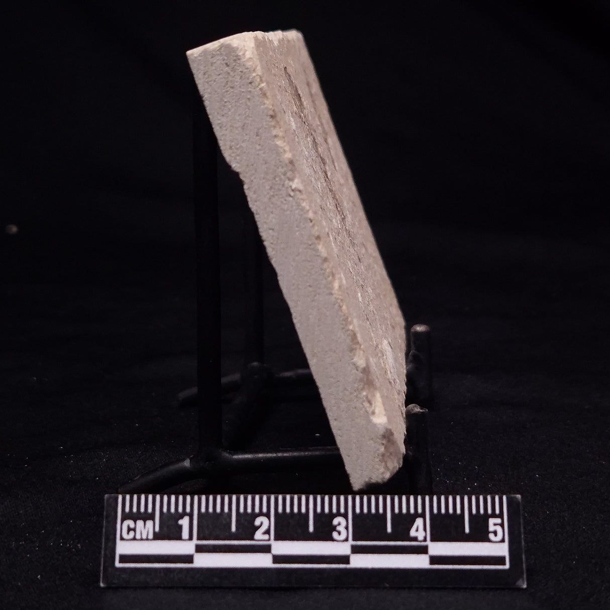 SHRIMP FOSSIL CARPOPENAEUS CALLIROSTRIS, Upper Cretaceous, Lebanon YSL018