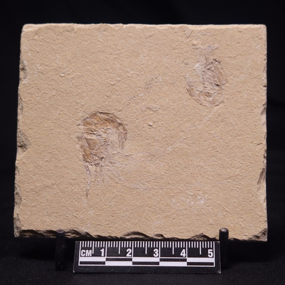 SHRIMP FOSSIL CARPOPENAEUS CALLIROSTRIS, Upper Cretaceous, Lebanon YSL019