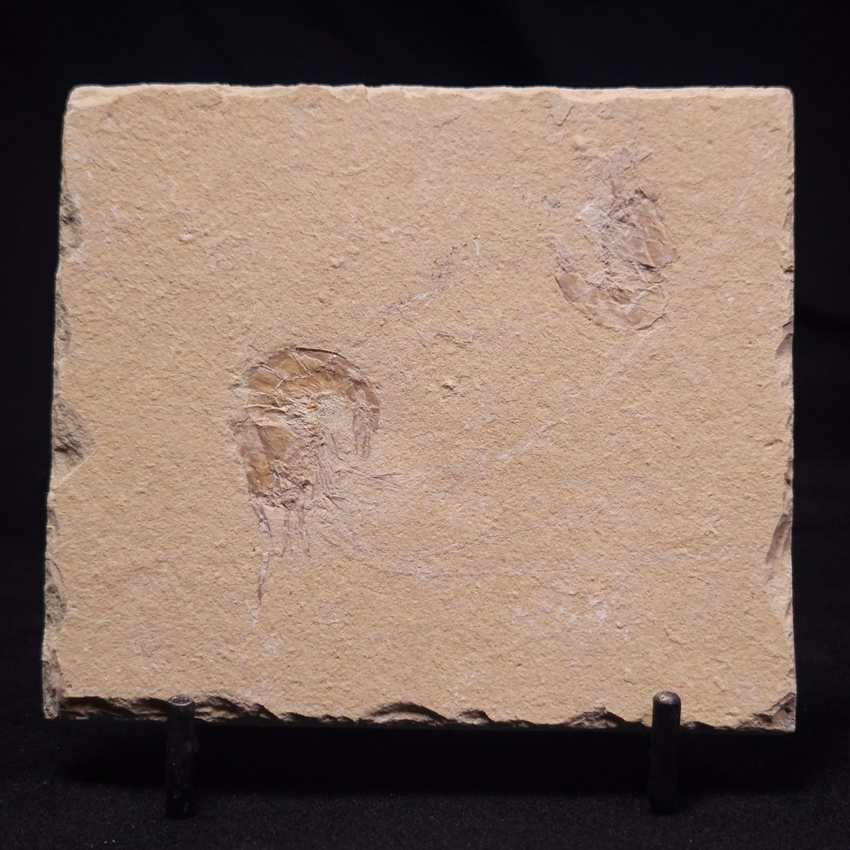 SHRIMP FOSSIL CARPOPENAEUS CALLIROSTRIS, Upper Cretaceous, Lebanon YSL019