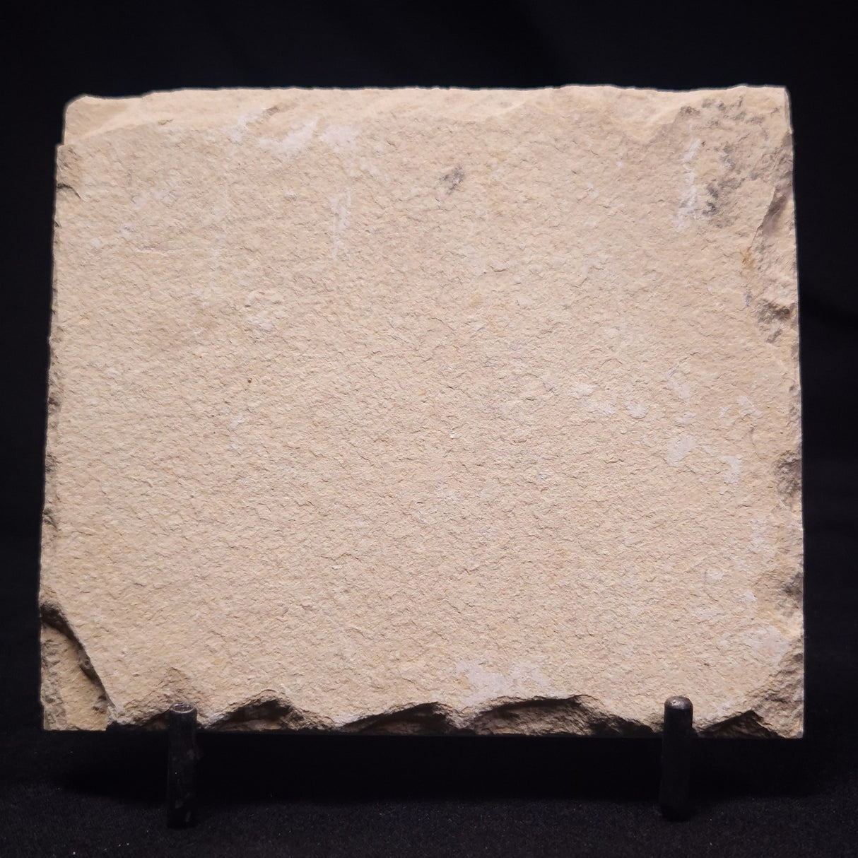 SHRIMP FOSSIL CARPOPENAEUS CALLIROSTRIS, Upper Cretaceous, Lebanon YSL019