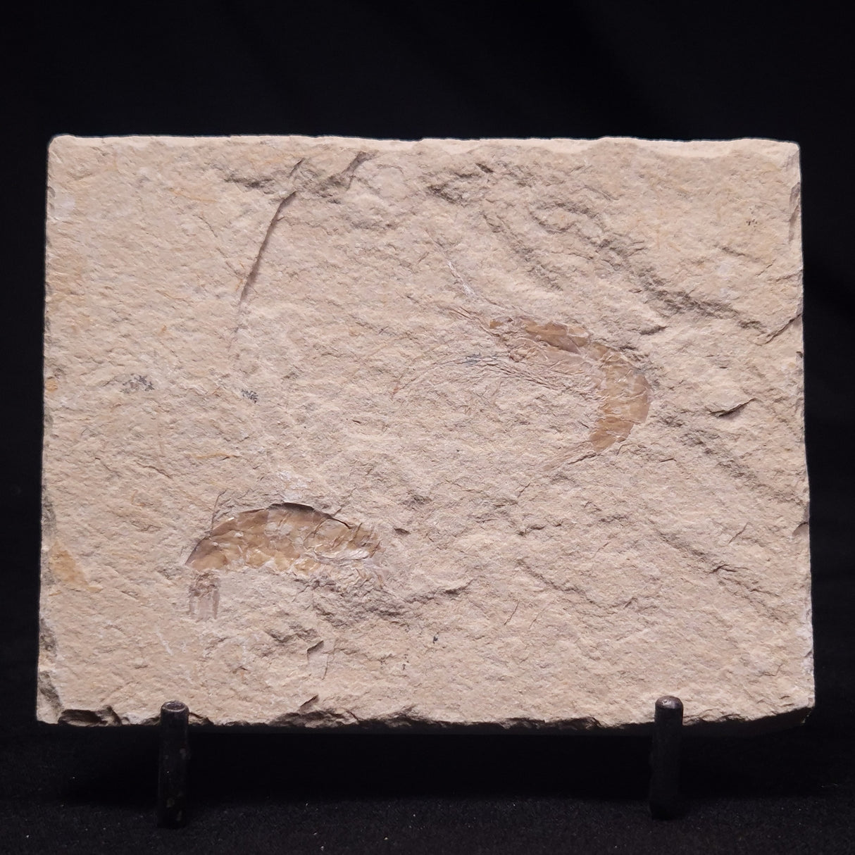 SHRIMP FOSSIL CARPOPENAEUS CALLIROSTRIS, Upper Cretaceous, Lebanon YSL020