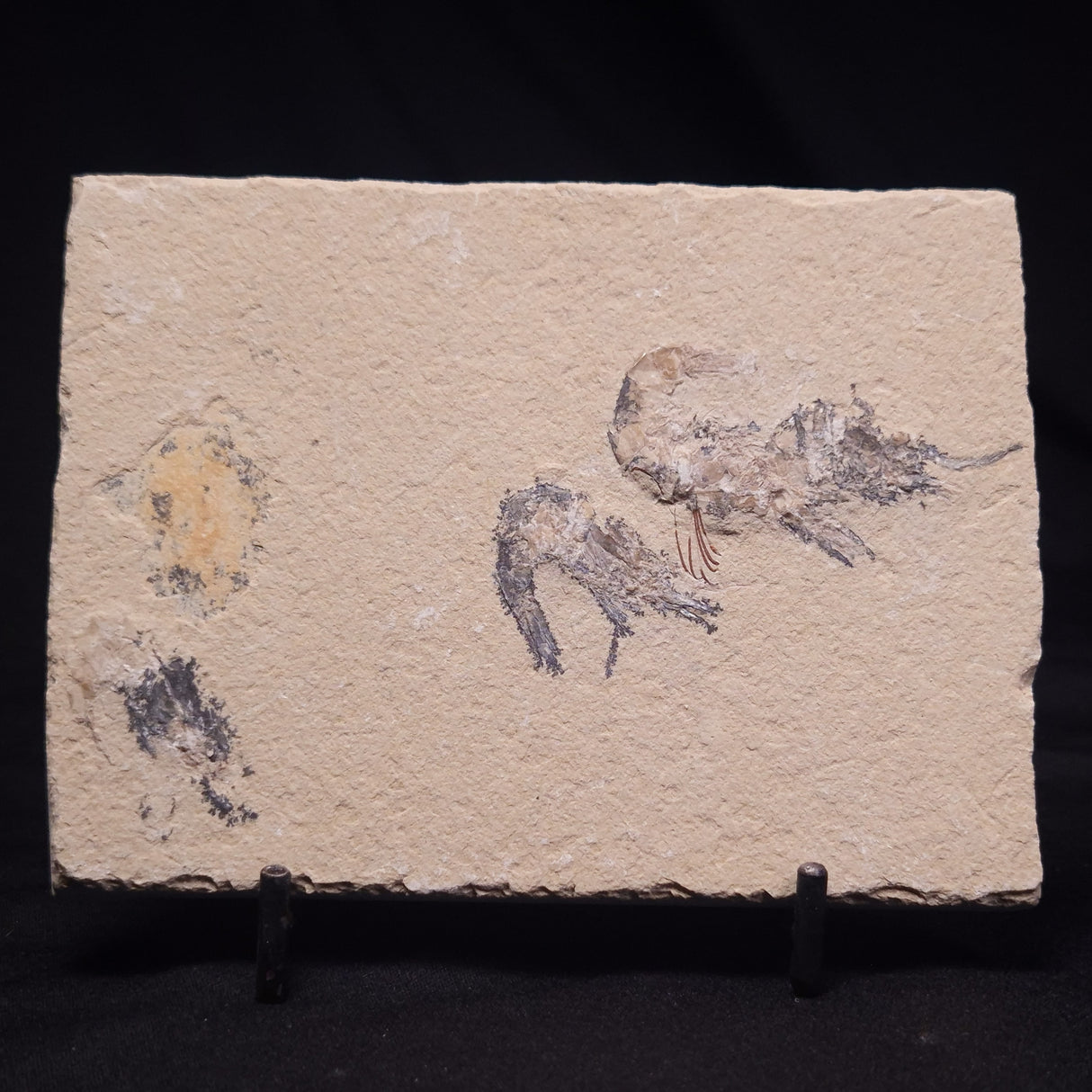 SHRIMP FOSSIL CARPOPENAEUS CALLIROSTRIS, Upper Cretaceous, Lebanon YSL021