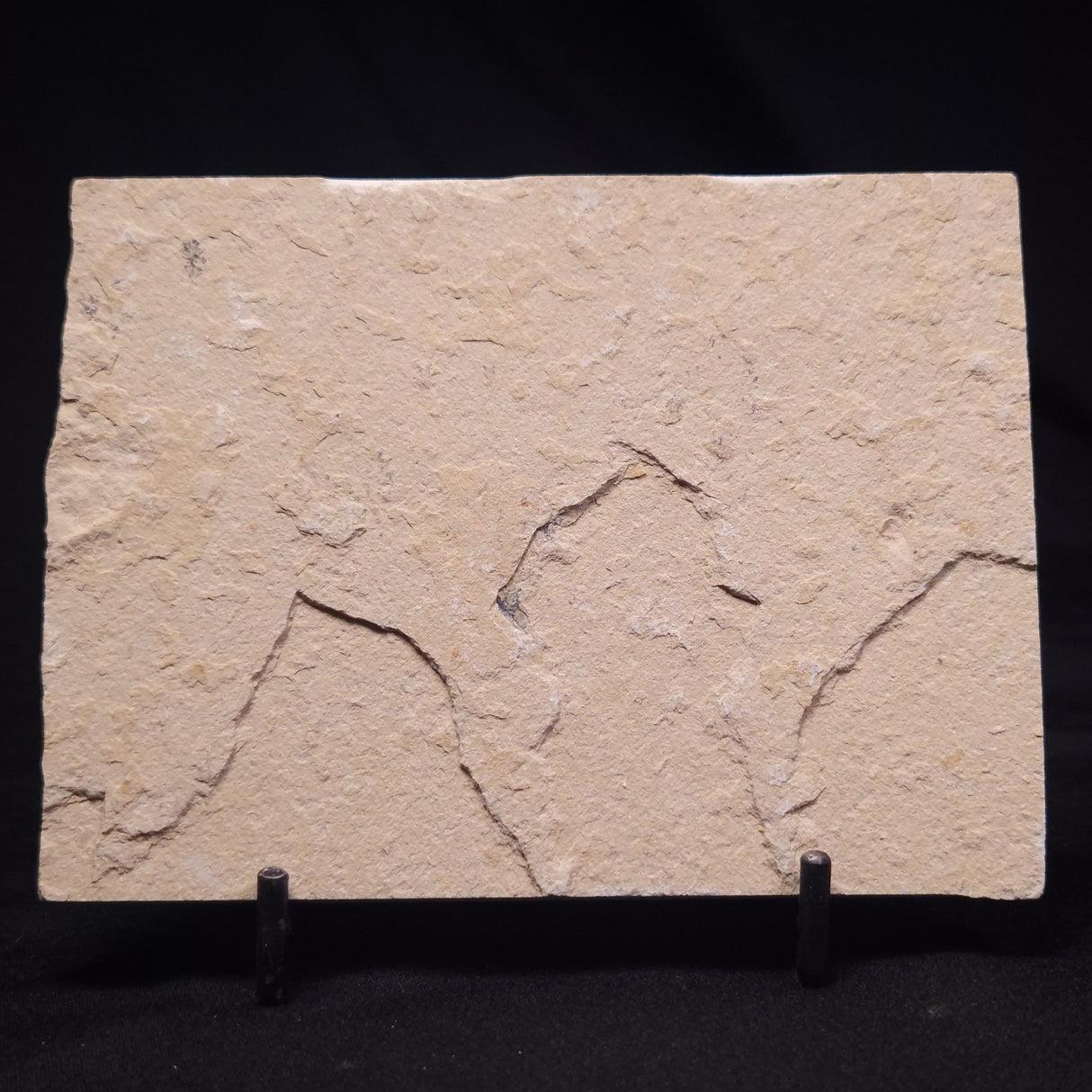 SHRIMP FOSSIL CARPOPENAEUS CALLIROSTRIS, Upper Cretaceous, Lebanon YSL021