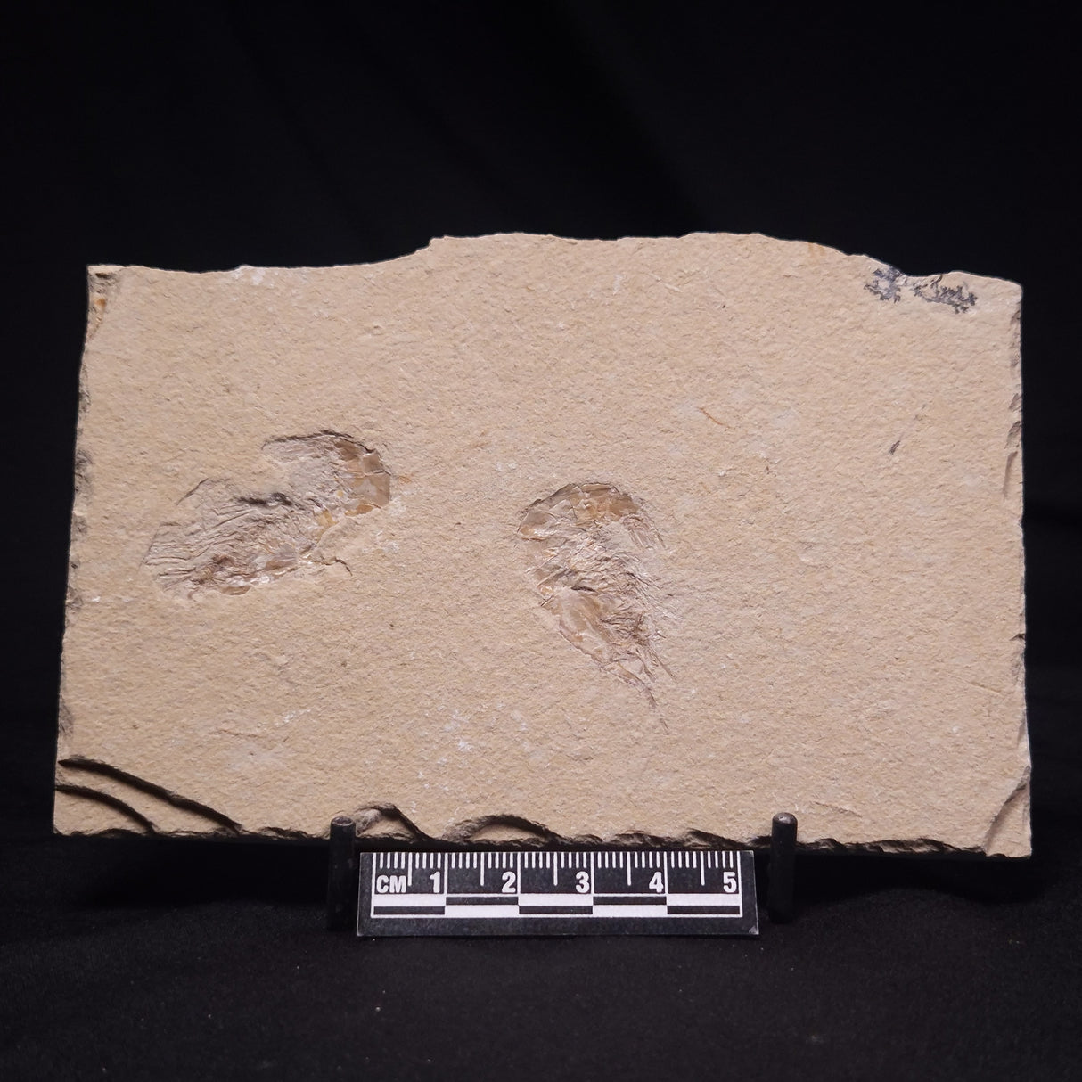 SHRIMP FOSSIL CARPOPENAEUS CALLIROSTRIS, Upper Cretaceous, Lebanon YSL022