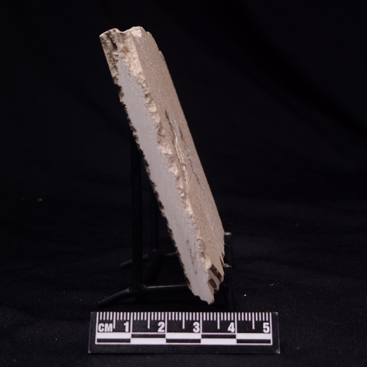 SHRIMP FOSSIL CARPOPENAEUS CALLIROSTRIS, Upper Cretaceous, Lebanon YSL022