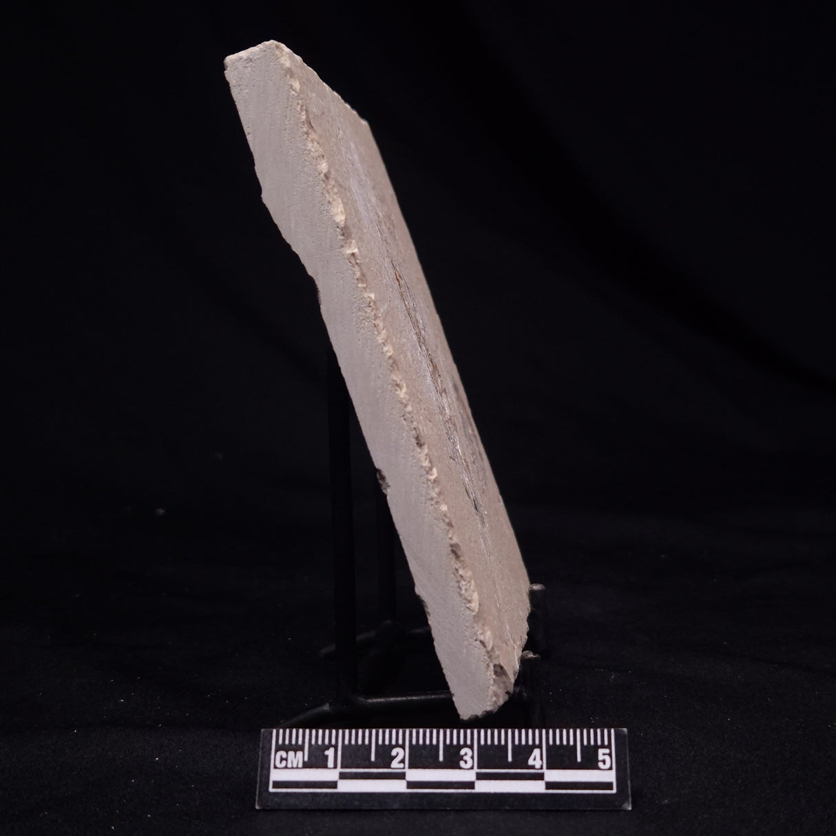 SHRIMP FOSSIL CARPOPENAEUS CALLIROSTRIS, Upper Cretaceous, Lebanon YSL023