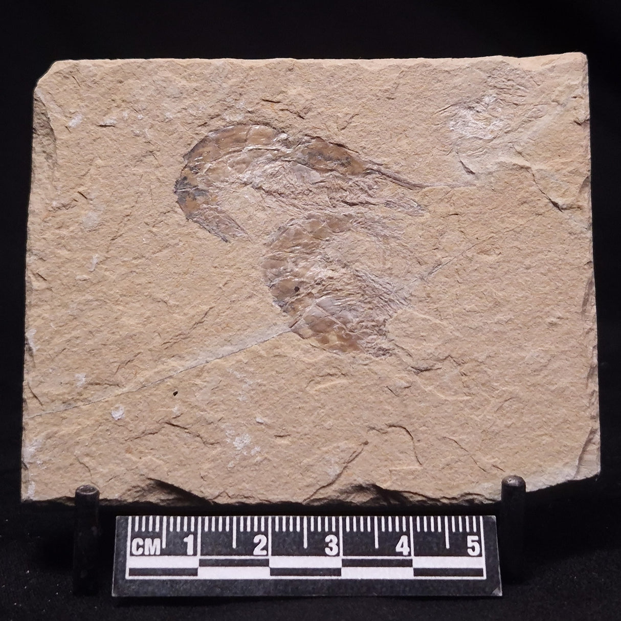 SHRIMP FOSSIL CARPOPENAEUS CALLIROSTRIS, Upper Cretaceous, Lebanon YSL024