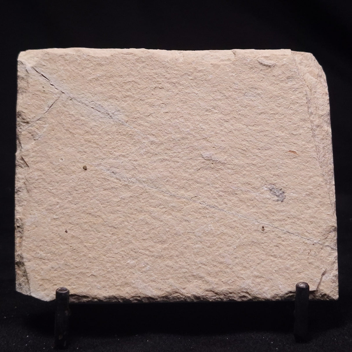 SHRIMP FOSSIL CARPOPENAEUS CALLIROSTRIS, Upper Cretaceous, Lebanon YSL024