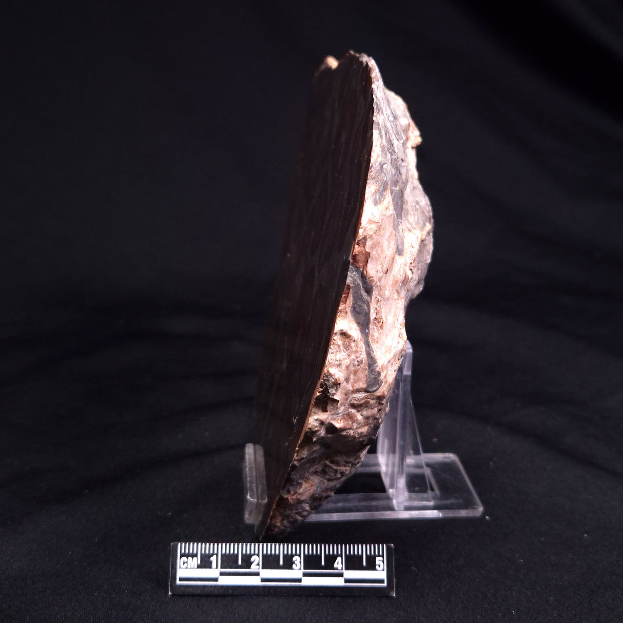 ACACIELLA AUSTRALICA STROMATOLITE, Proterozoic, Australia ZAA035