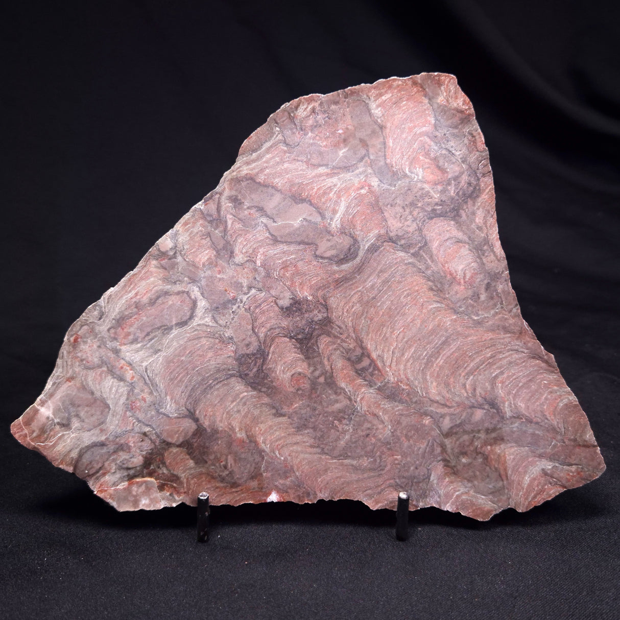 ACACIELLA AUSTRALICA STROMATOLITE, Proterozoic, Australia ZAA038