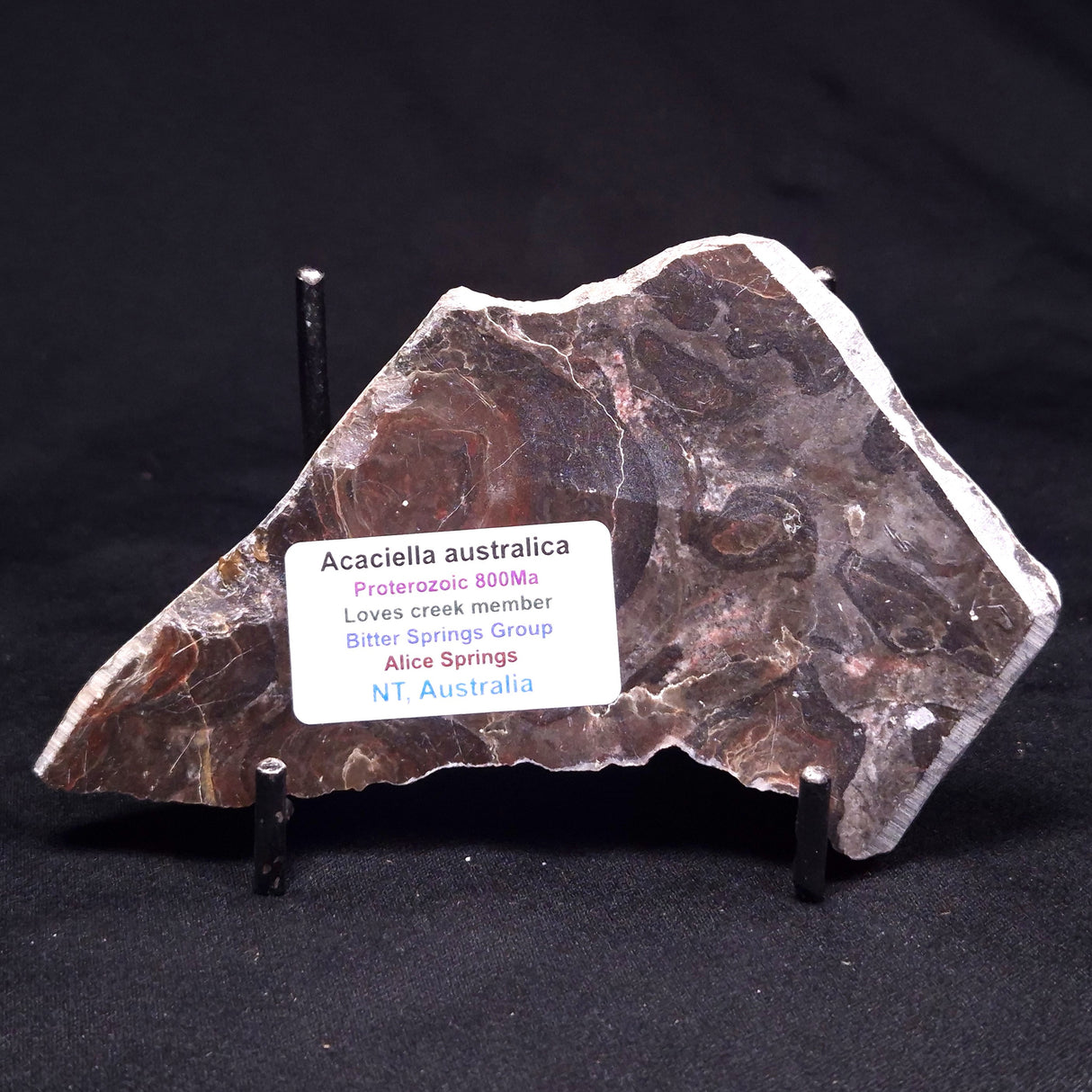 ACACIELLA AUSTRALICA STROMATOLITE, Proterozoic, Australia ZAA039