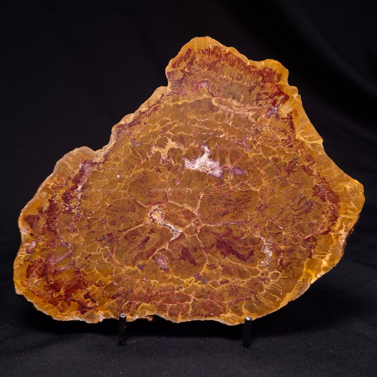 PETRIFIED WOOD DONPONOXYLON BENNETTII, Cretaceous, Australia ZDW011