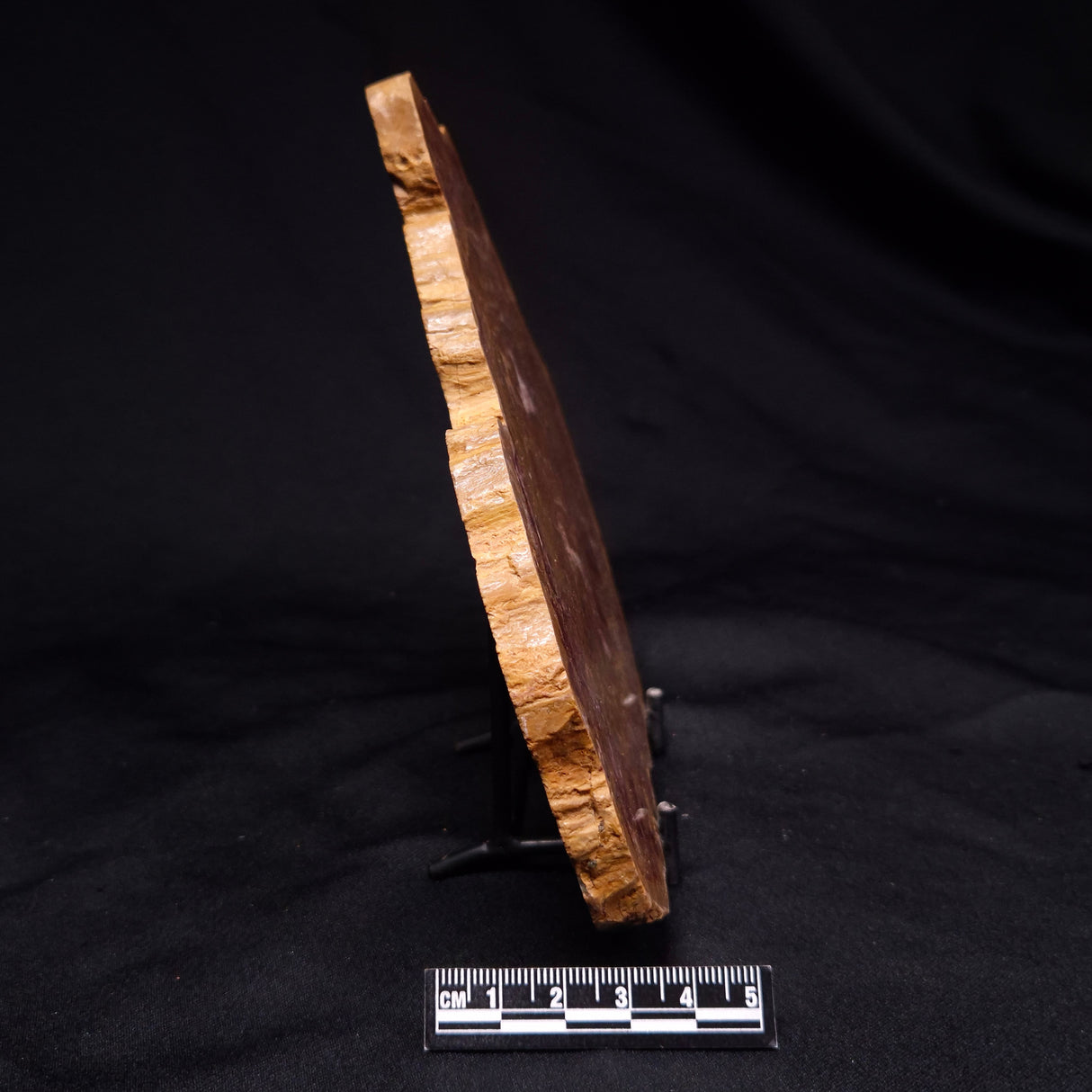 PETRIFIED WOOD DONPONOXYLON BENNETTII, Cretaceous, Australia ZDW011