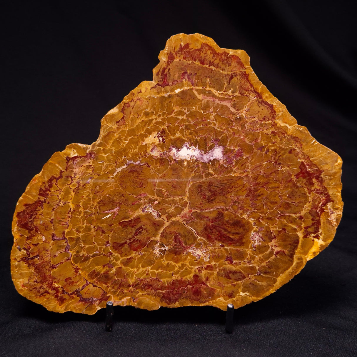 PETRIFIED WOOD DONPONOXYLON BENNETTII, Cretaceous, Australia ZDW012