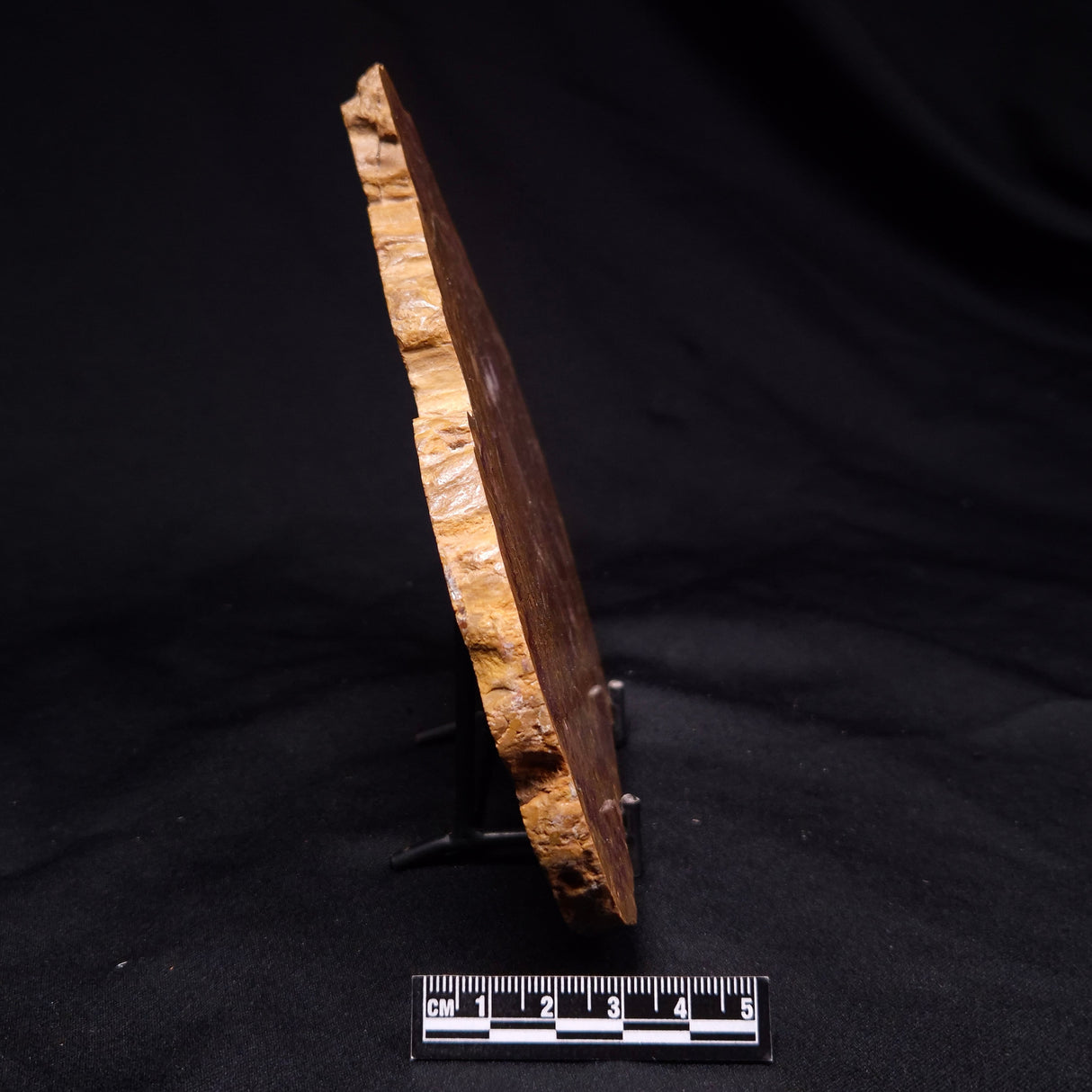 PETRIFIED WOOD DONPONOXYLON BENNETTII, Cretaceous, Australia ZDW012