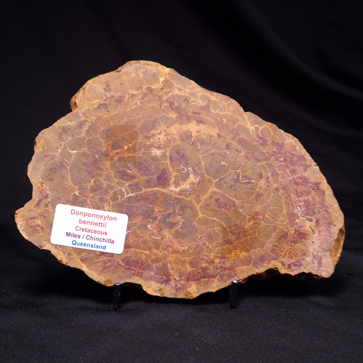 PETRIFIED WOOD DONPONOXYLON BENNETTII, Cretaceous, Australia ZDW014