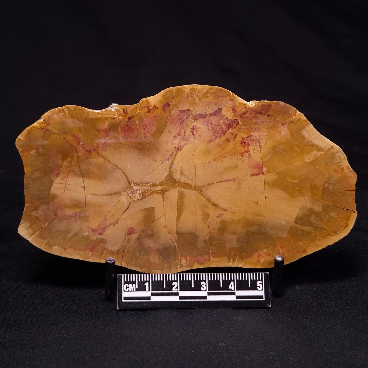 PETRIFIED WOOD DONPONOXYLON sp., Cretaceous, Australia ZDW023