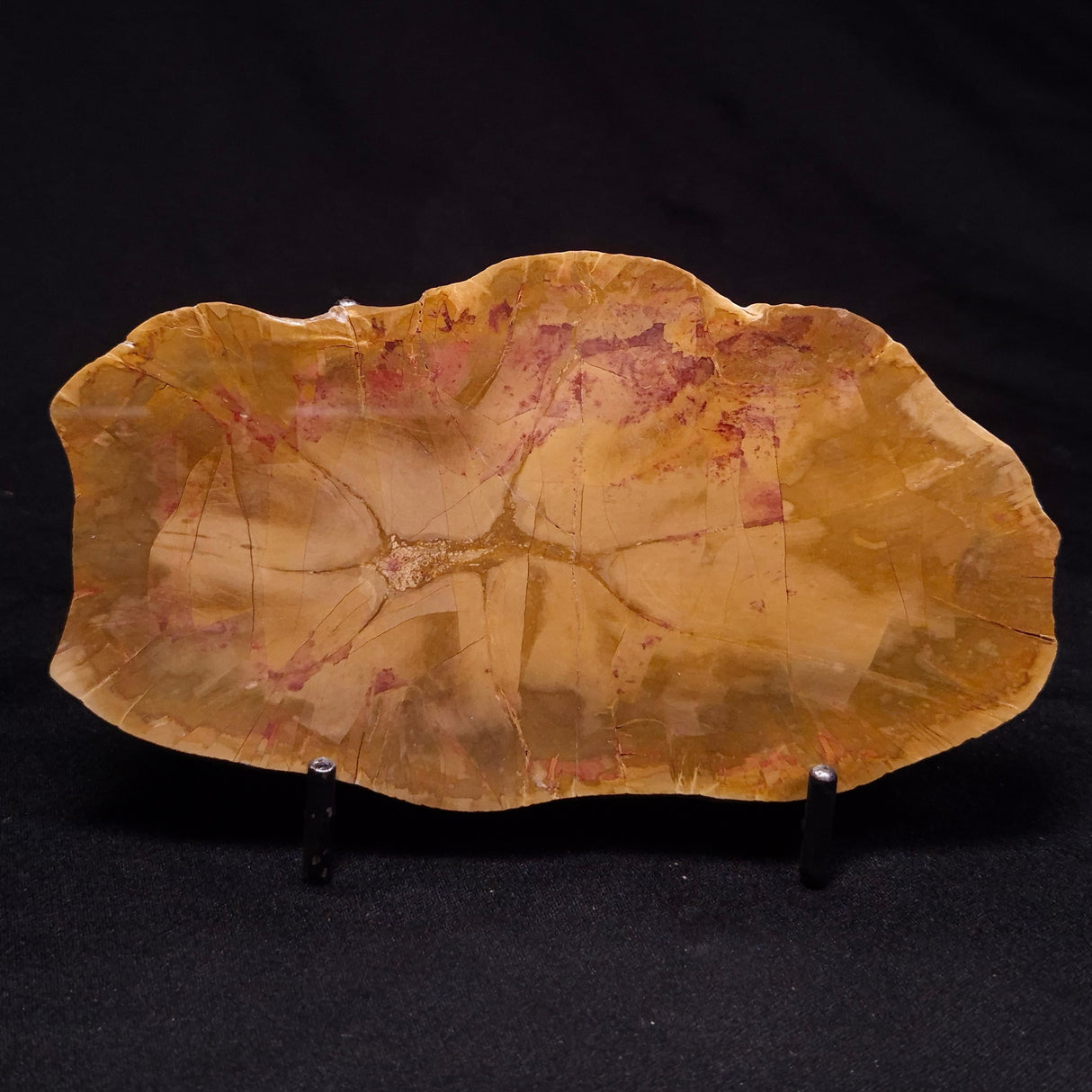 PETRIFIED WOOD DONPONOXYLON sp., Cretaceous, Australia ZDW023