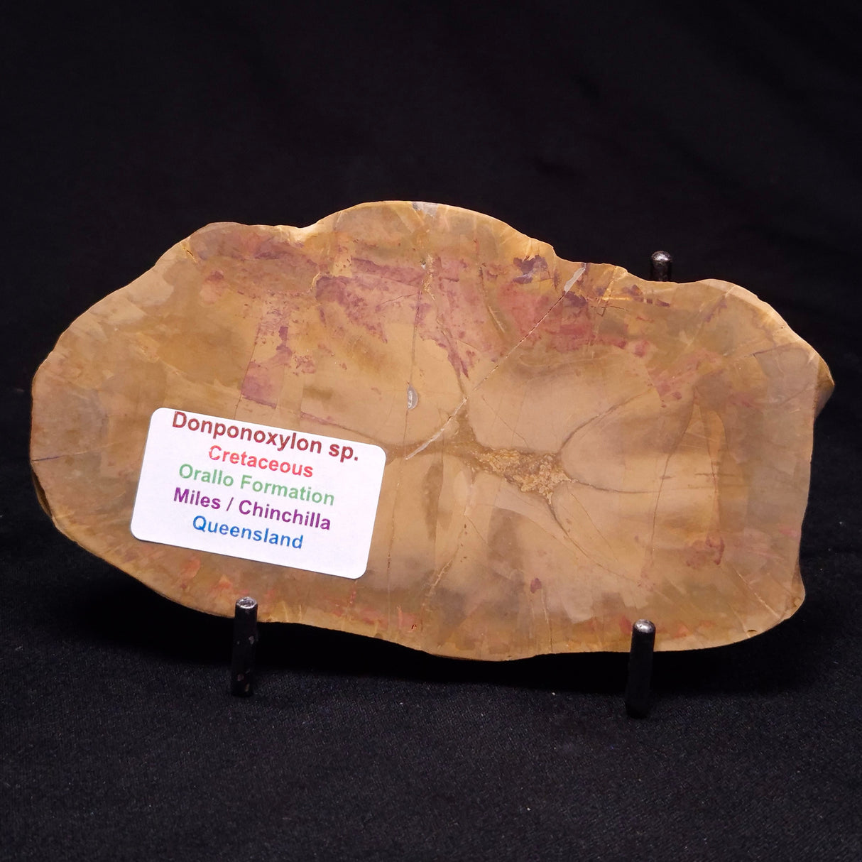 PETRIFIED WOOD DONPONOXYLON sp., Cretaceous, Australia ZDW023