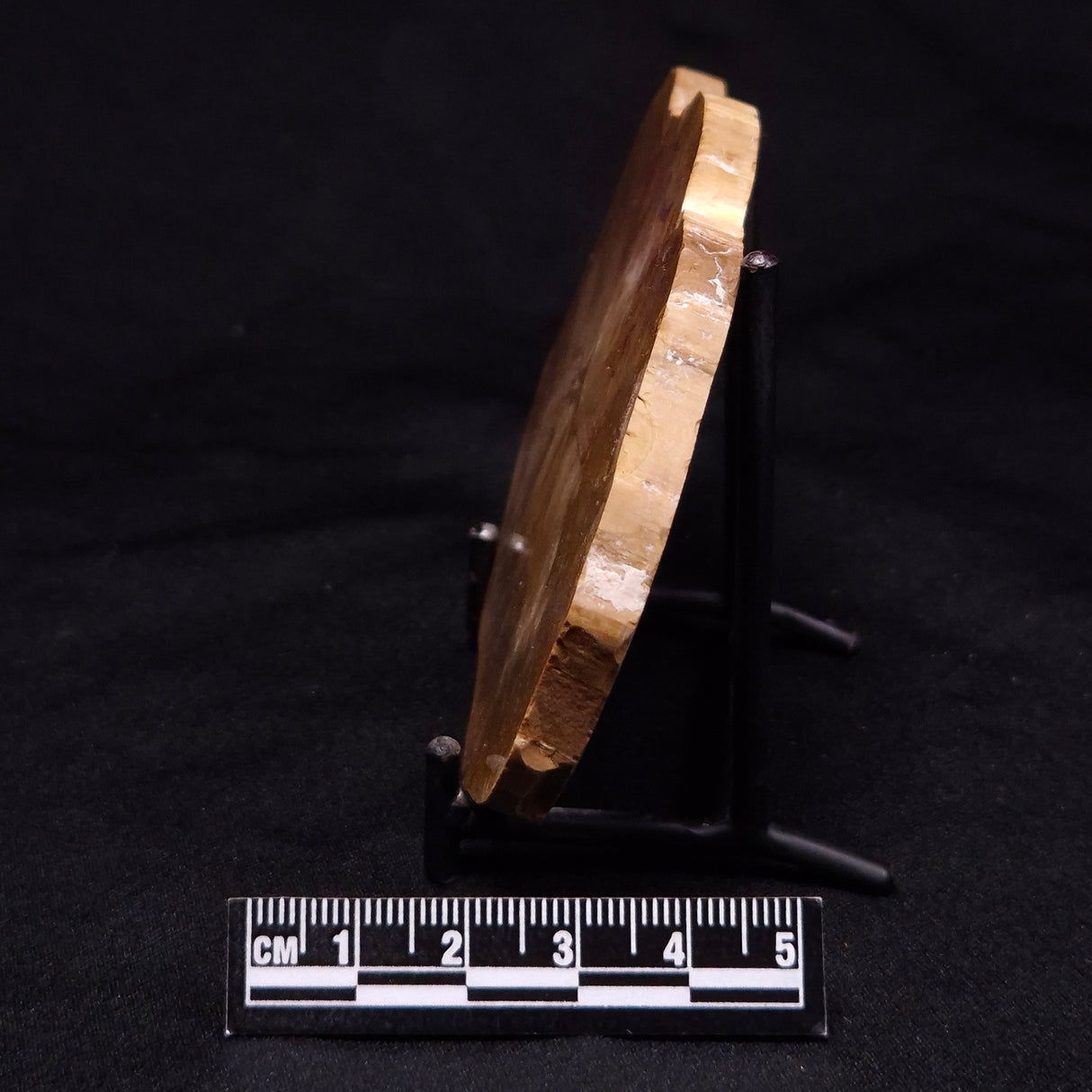 PETRIFIED WOOD DONPONOXYLON sp., Cretaceous, Australia ZDW023