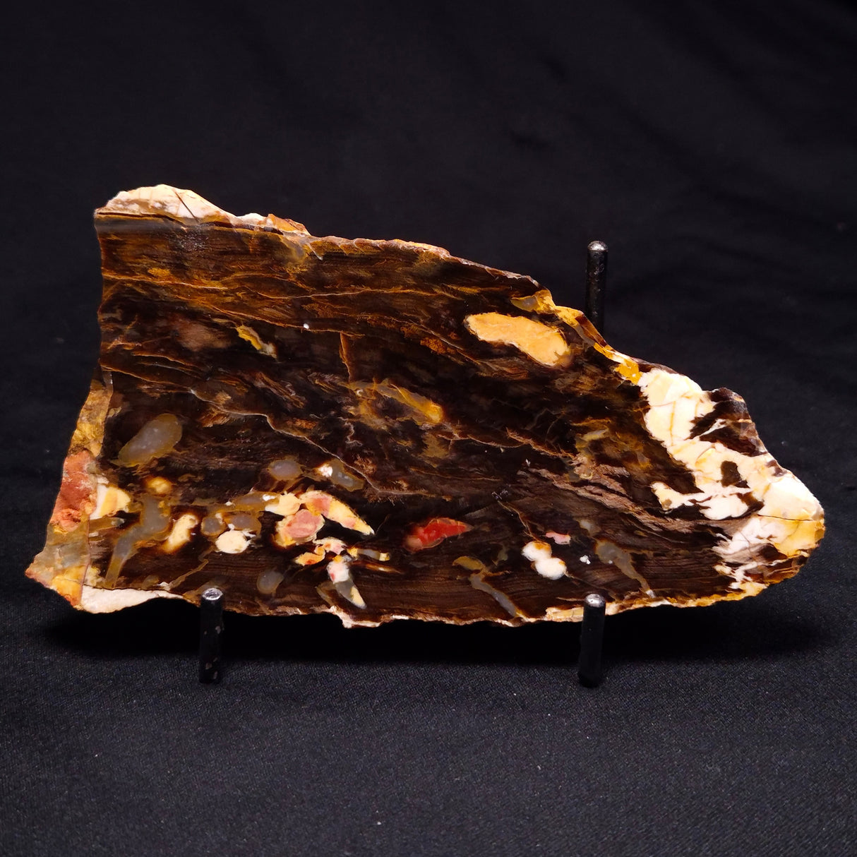 PEANUT WOOD PETRIFIED WOOD, Cretaceous, Australia ZPW014