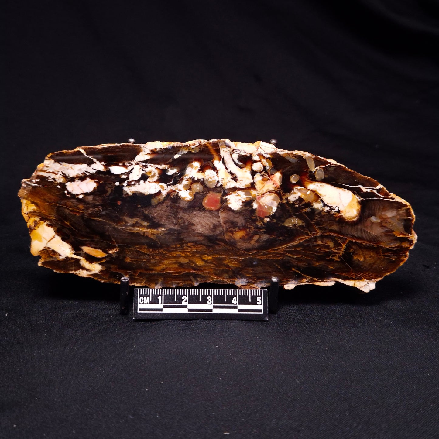 PEANUT WOOD PETRIFIED WOOD, Cretaceous, Australia ZPW016