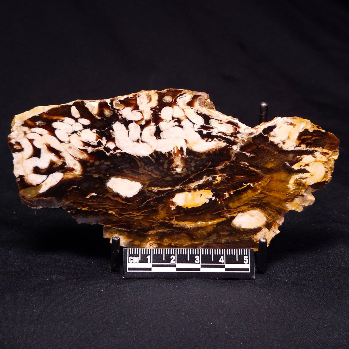 PEANUT WOOD PETRIFIED WOOD, Cretaceous, Australia ZPW017