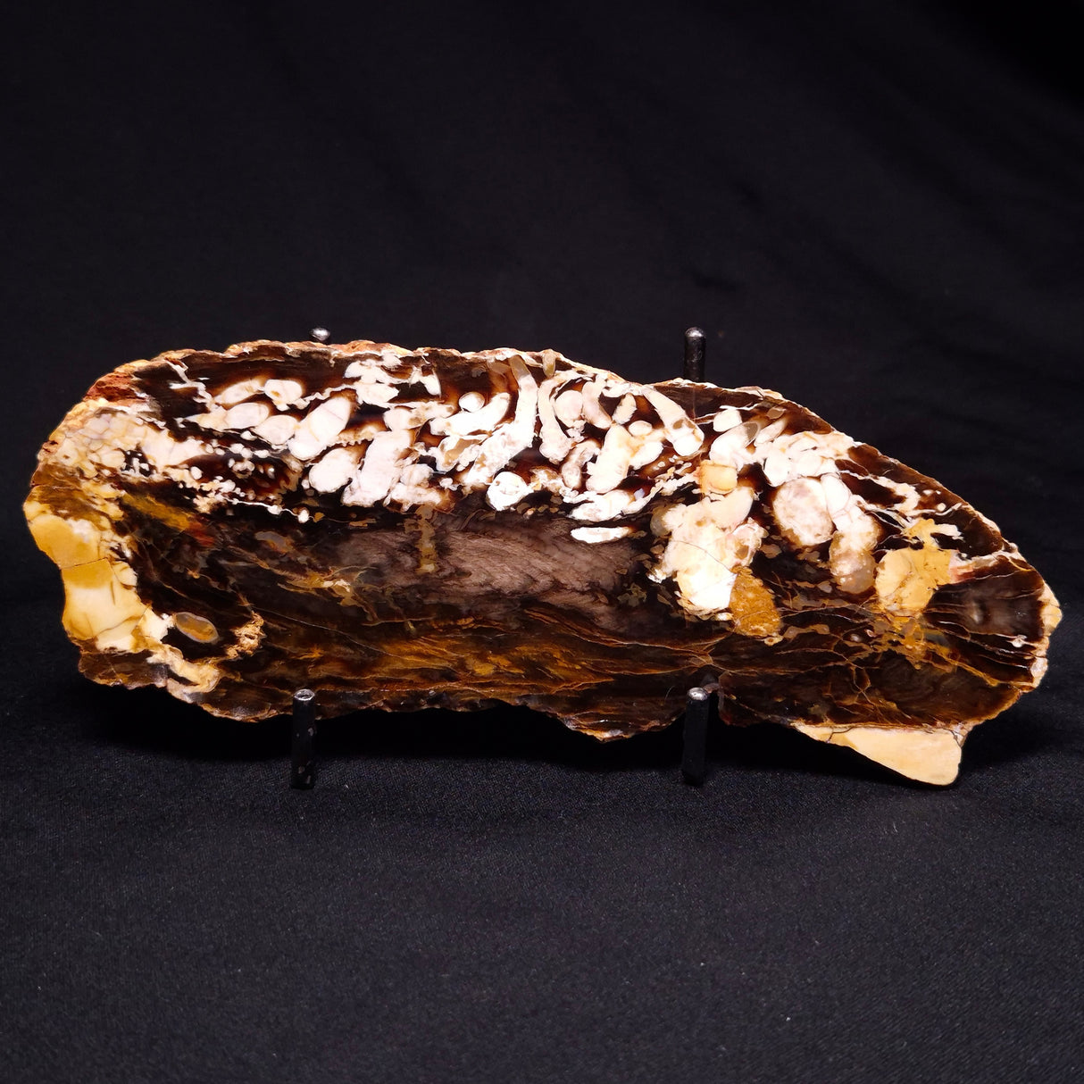 PEANUT WOOD PETRIFIED WOOD, Cretaceous, Australia ZPW018