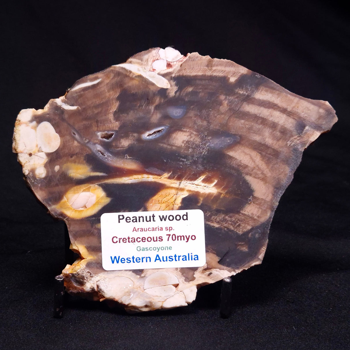 PEANUT WOOD PETRIFIED WOOD, Cretaceous, Australia ZPW019