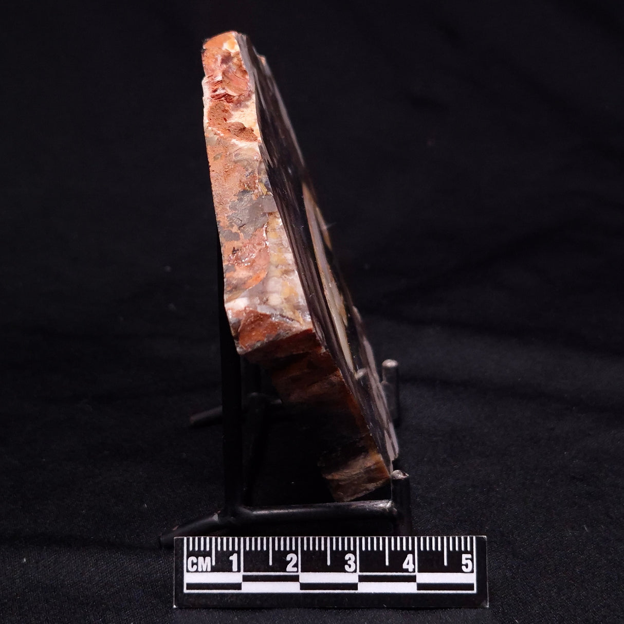 PEANUT WOOD PETRIFIED WOOD, Cretaceous, Australia ZPW019