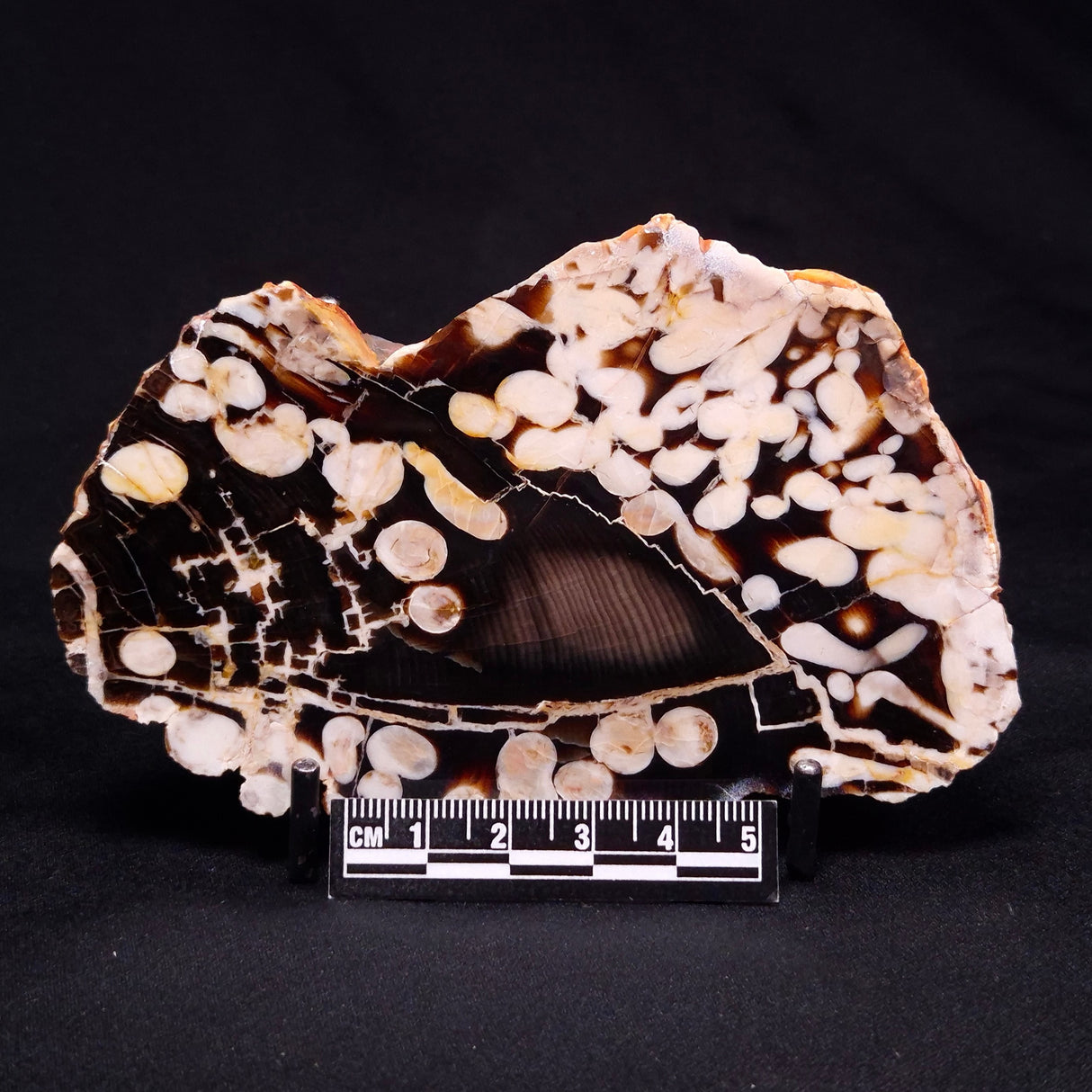 PEANUT WOOD PETRIFIED WOOD, Cretaceous, Australia ZPW020