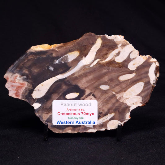 PEANUT WOOD PETRIFIED WOOD, Cretaceous, Australia ZPW021