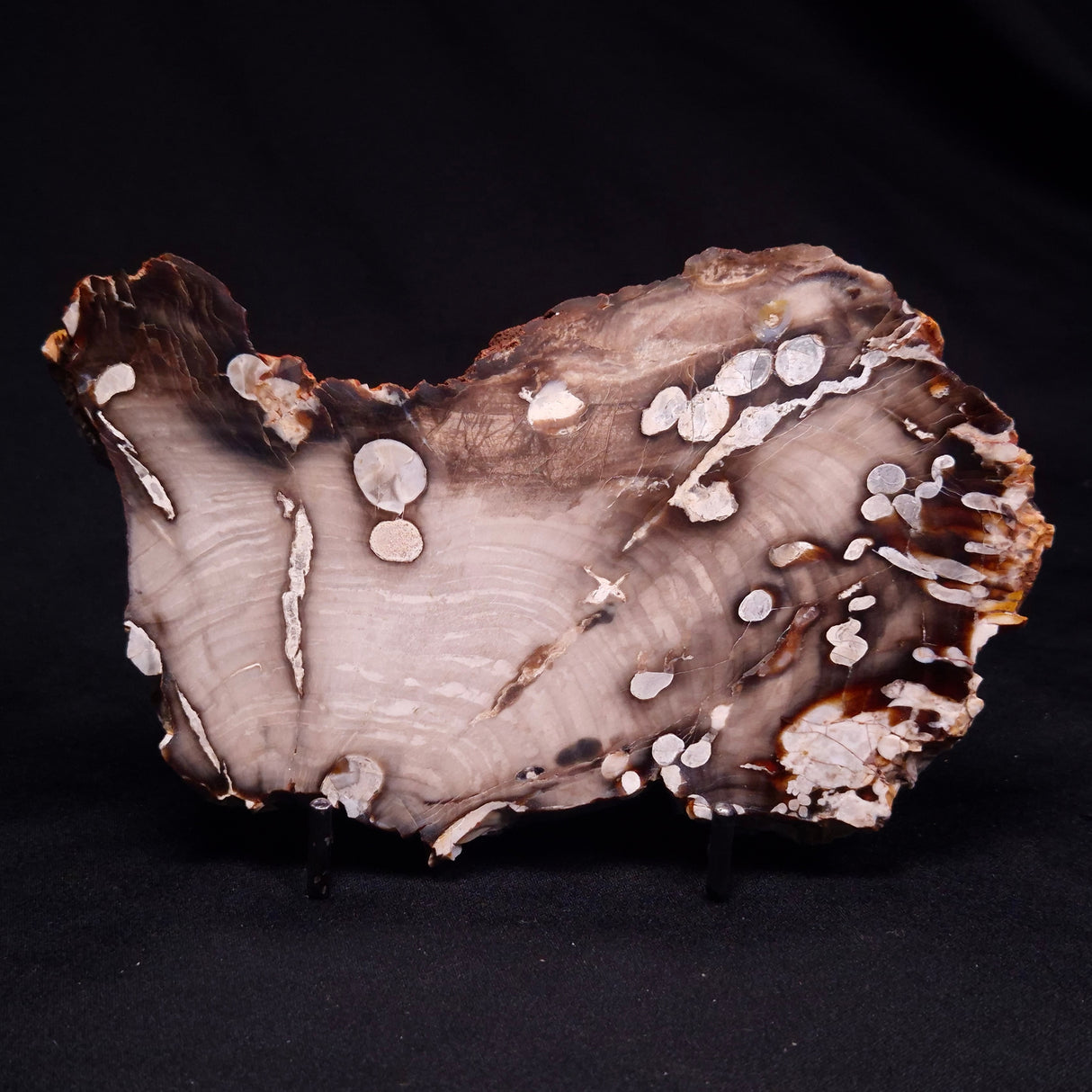 PEANUT WOOD PETRIFIED WOOD, Cretaceous, Australia ZPW023