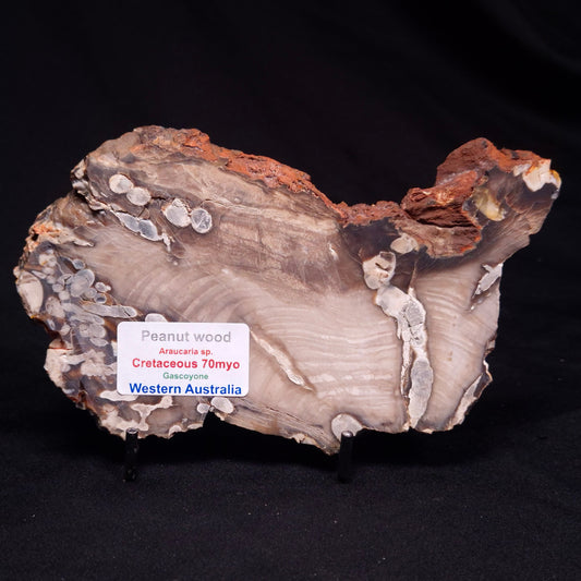 PEANUT WOOD PETRIFIED WOOD, Cretaceous, Australia ZPW023