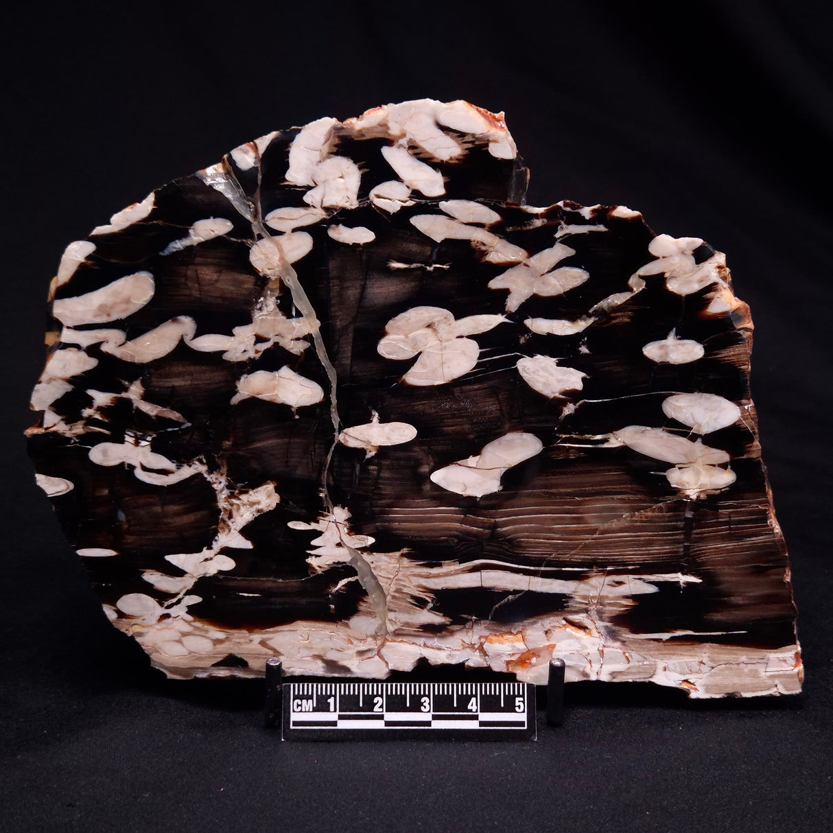 PEANUT WOOD PETRIFIED WOOD, Cretaceous, Australia ZPW024