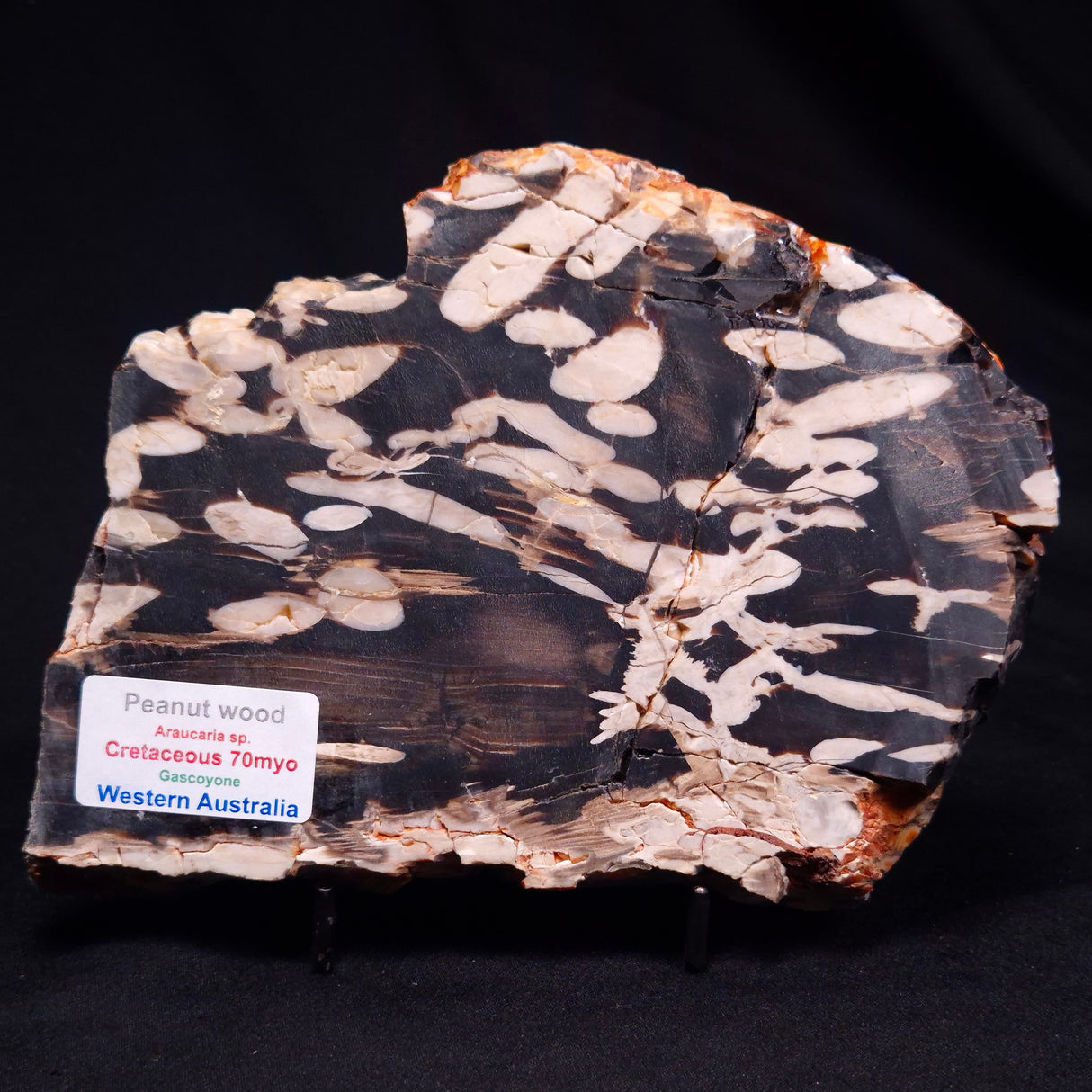 PEANUT WOOD PETRIFIED WOOD, Cretaceous, Australia ZPW024
