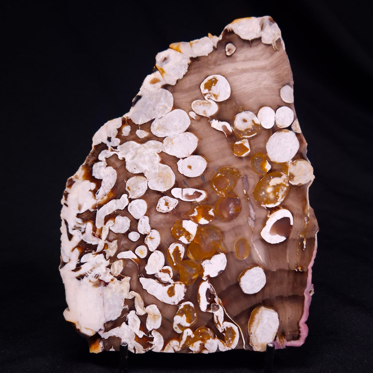 PEANUT WOOD PETRIFIED WOOD, Cretaceous, Australia ZPW025