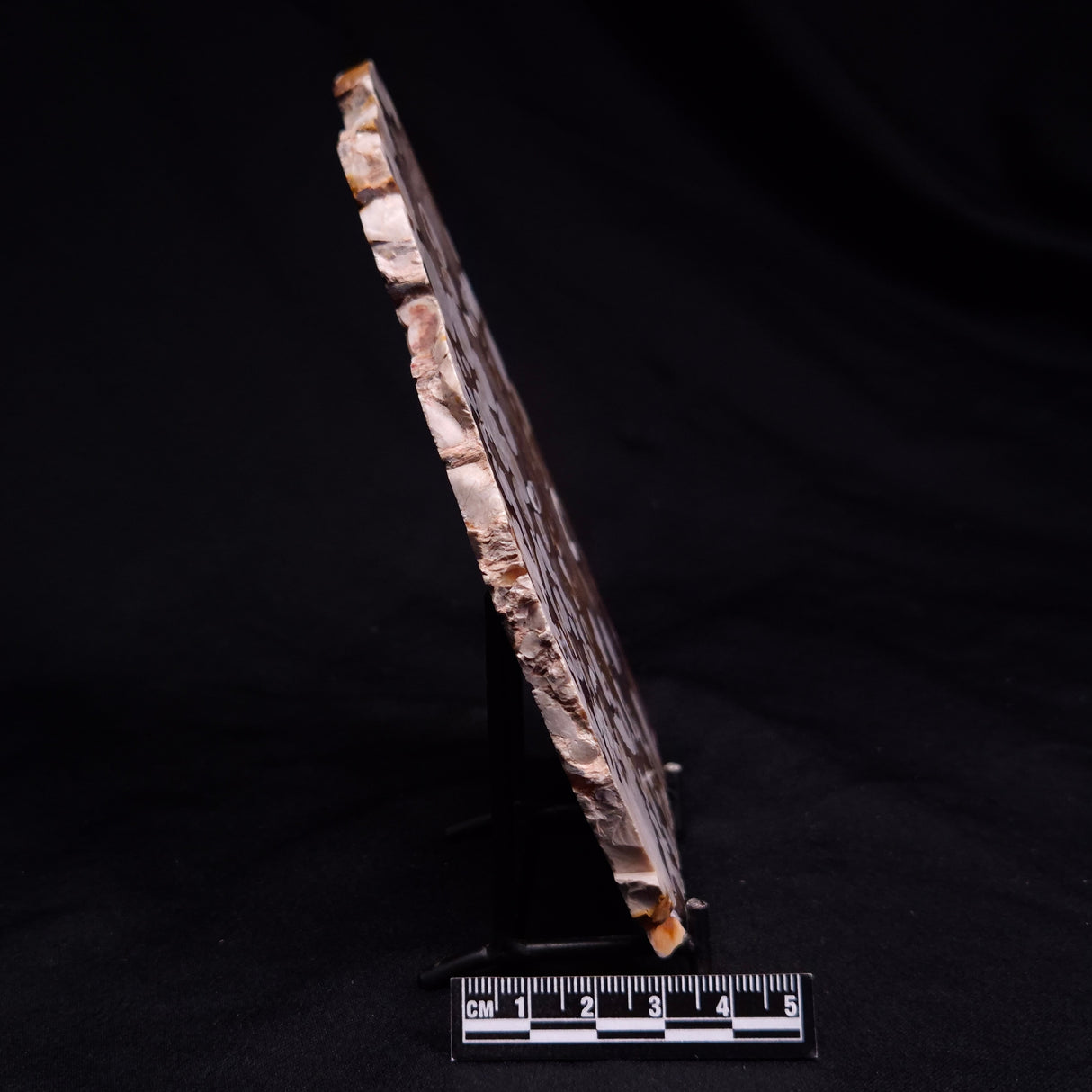 PEANUT WOOD PETRIFIED WOOD, Cretaceous, Australia ZPW025