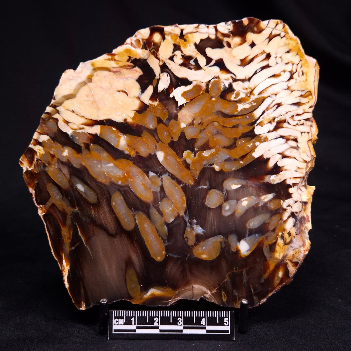 PEANUT WOOD PETRIFIED WOOD, Cretaceous, Australia ZPW027