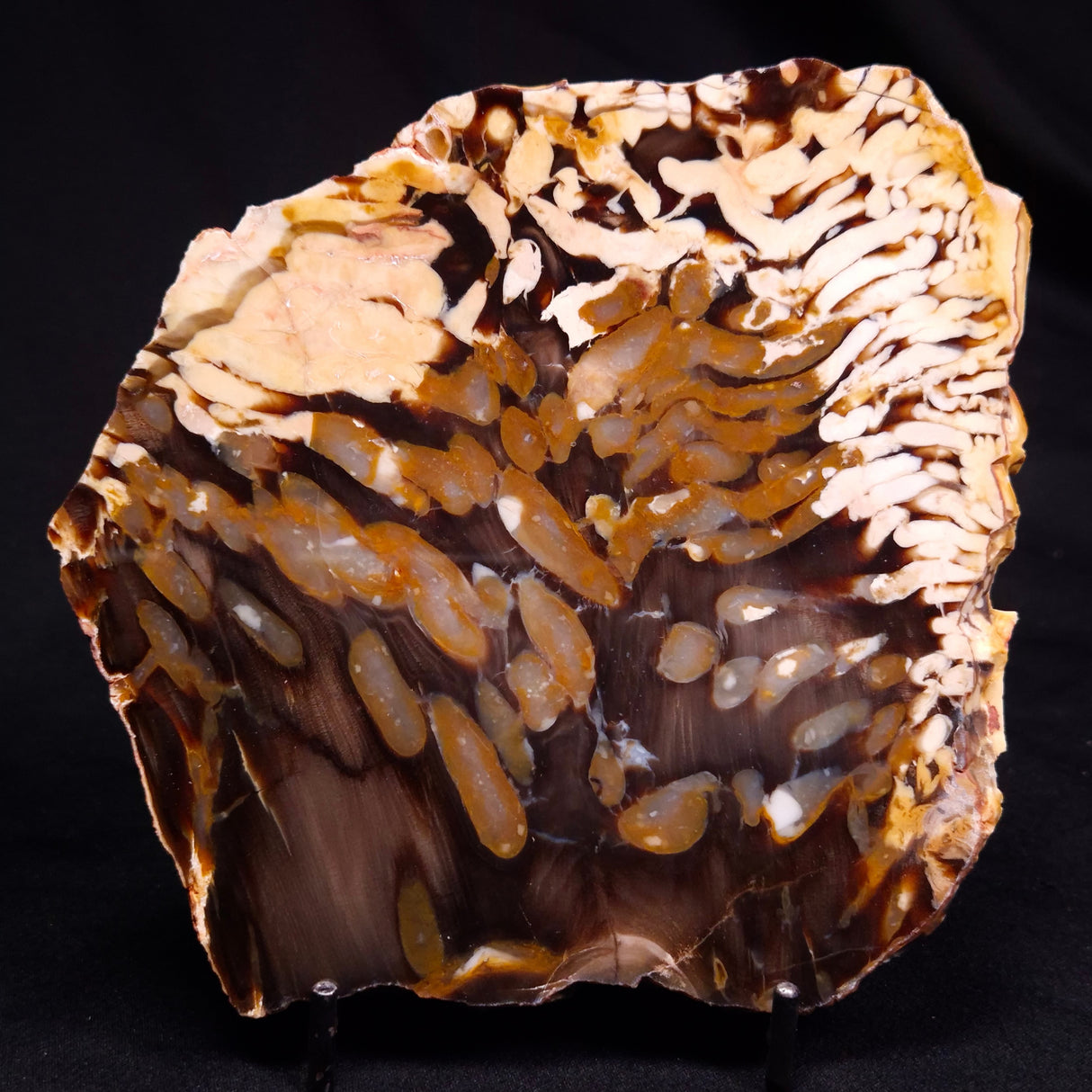 PEANUT WOOD PETRIFIED WOOD, Cretaceous, Australia ZPW027