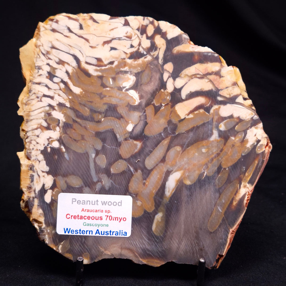 PEANUT WOOD PETRIFIED WOOD, Cretaceous, Australia ZPW027