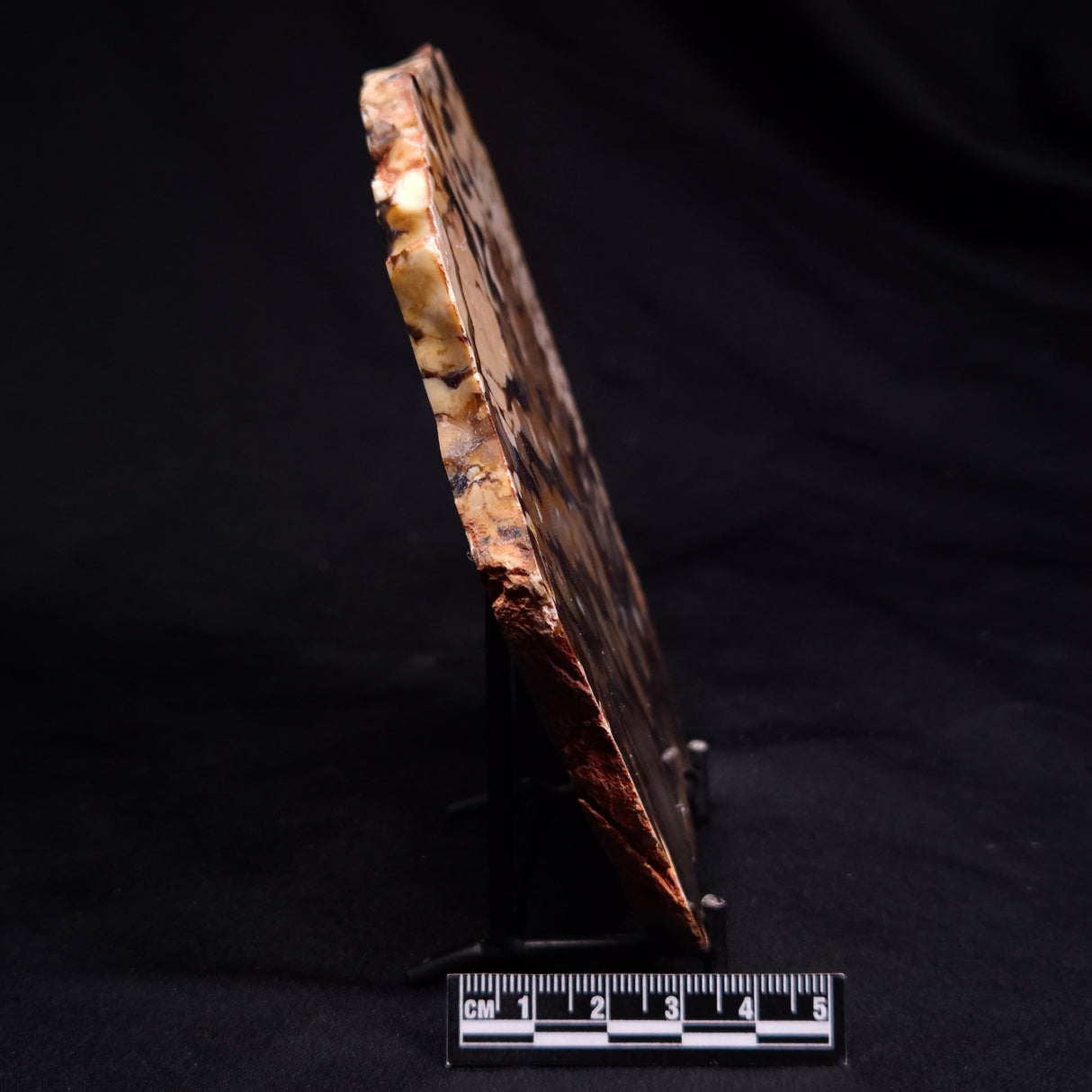 PEANUT WOOD PETRIFIED WOOD, Cretaceous, Australia ZPW027