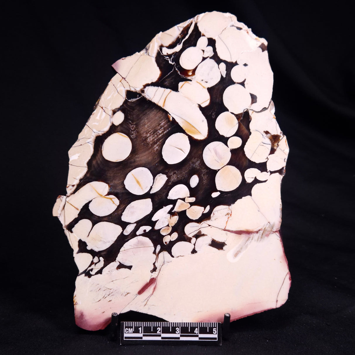 PEANUT WOOD PETRIFIED WOOD, Cretaceous, Australia ZPW033
