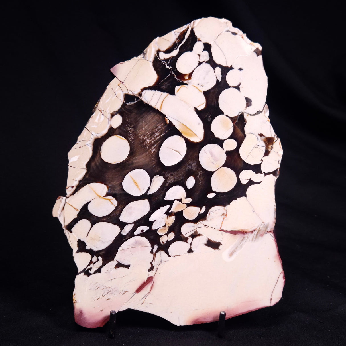 PEANUT WOOD PETRIFIED WOOD, Cretaceous, Australia ZPW033