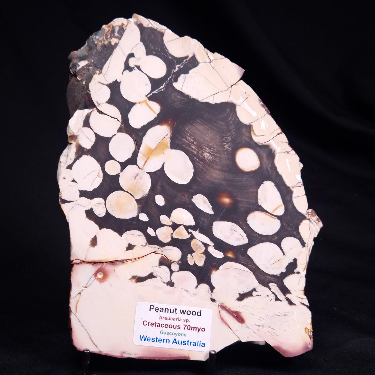 PEANUT WOOD PETRIFIED WOOD, Cretaceous, Australia ZPW033