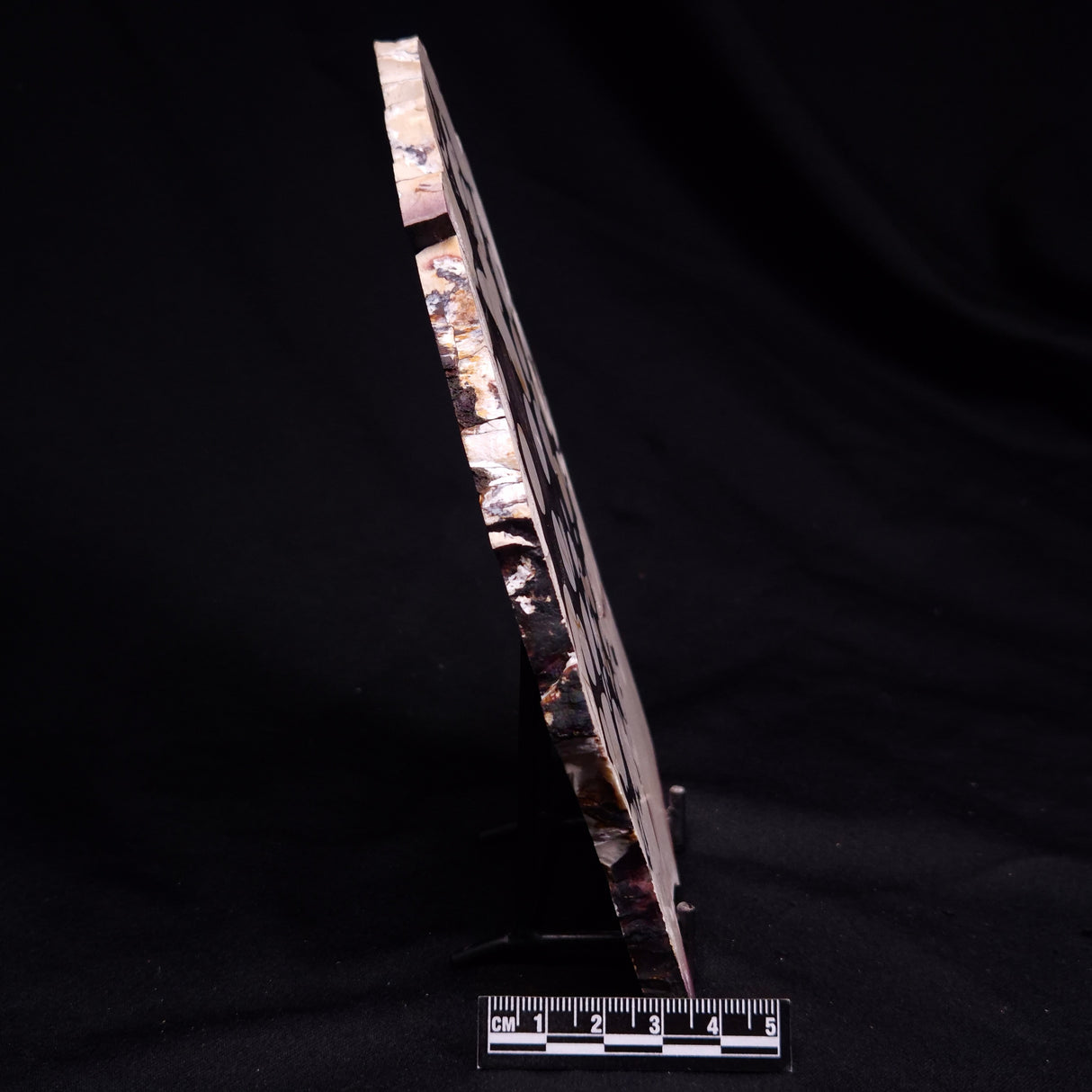 PEANUT WOOD PETRIFIED WOOD, Cretaceous, Australia ZPW033