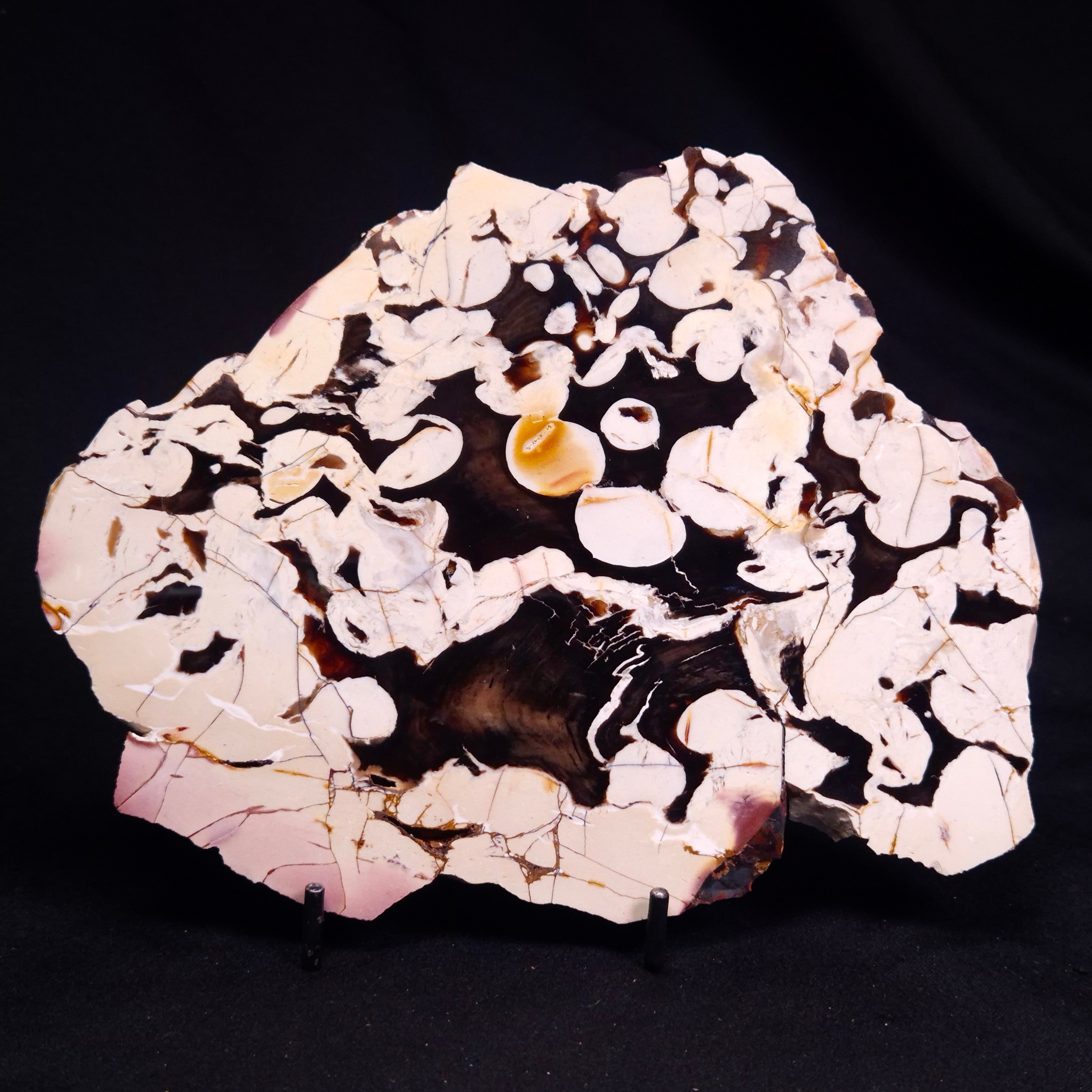PEANUT WOOD PETRIFIED WOOD, Cretaceous, Australia ZPW034 – Crystal