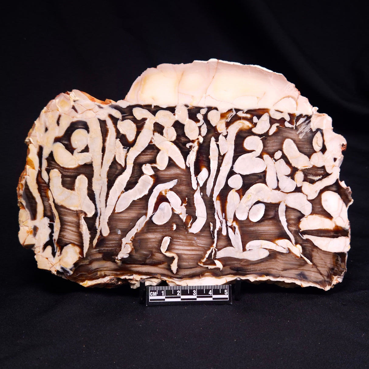 PEANUT WOOD PETRIFIED WOOD, Cretaceous, Australia ZPW035