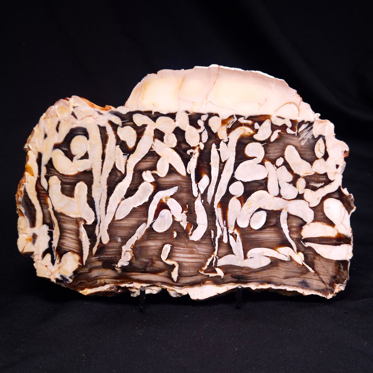 PEANUT WOOD PETRIFIED WOOD, Cretaceous, Australia ZPW035