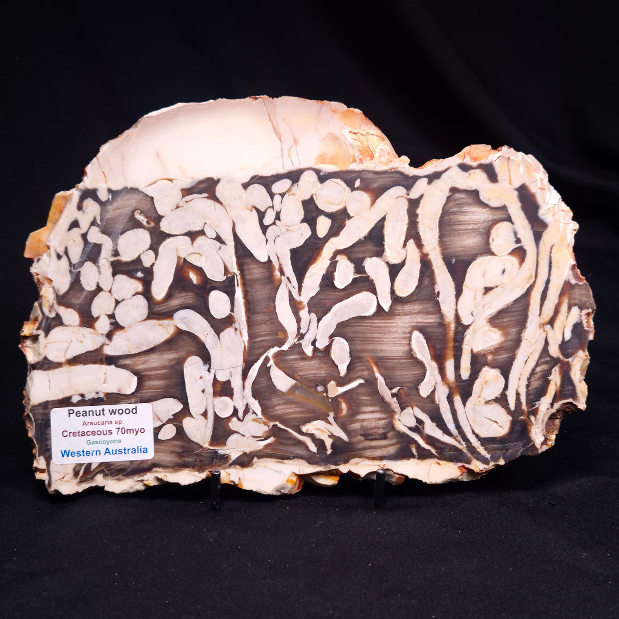 PEANUT WOOD PETRIFIED WOOD, Cretaceous, Australia ZPW035